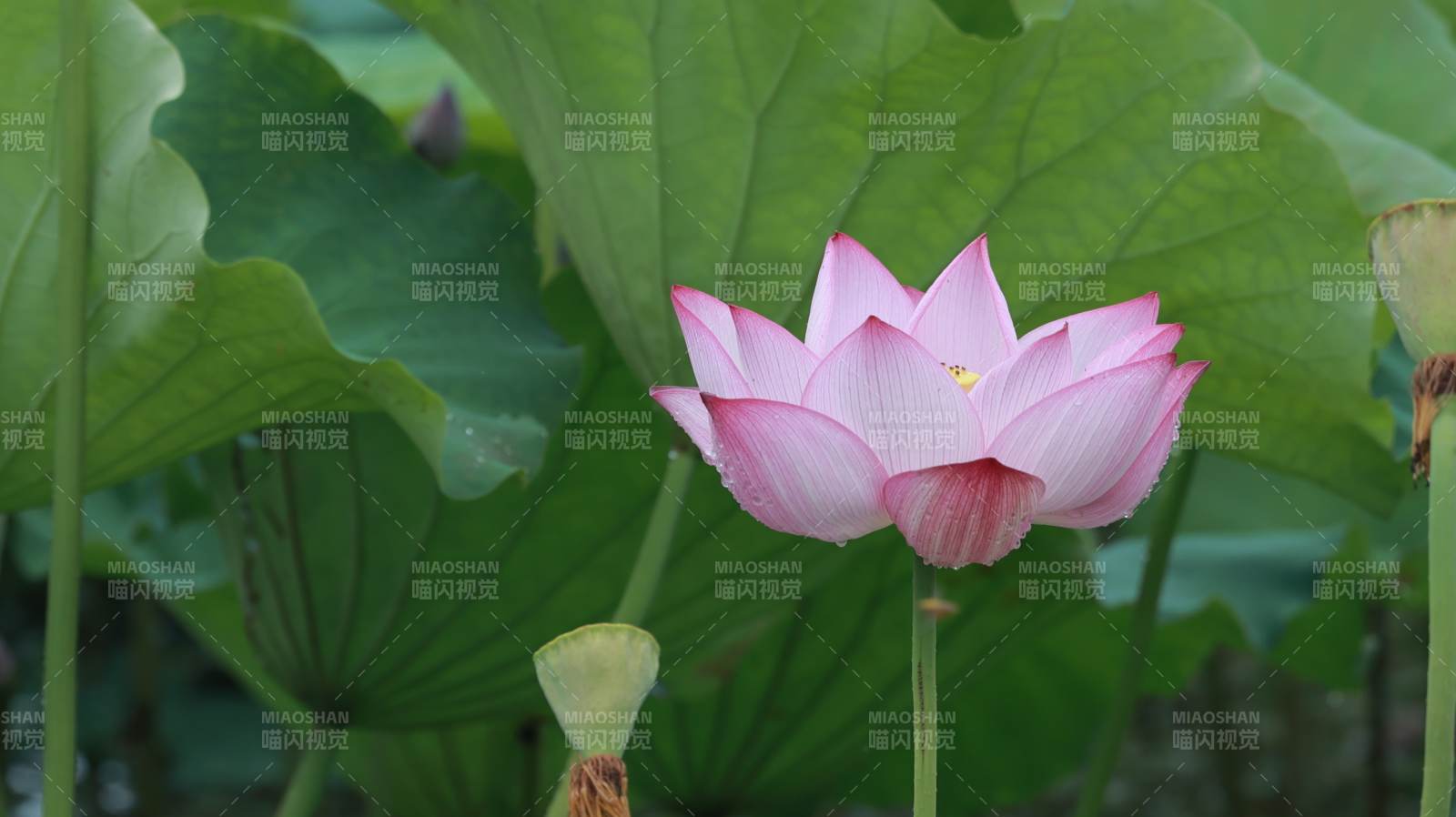 粉色蓮花在綠葉中綻放