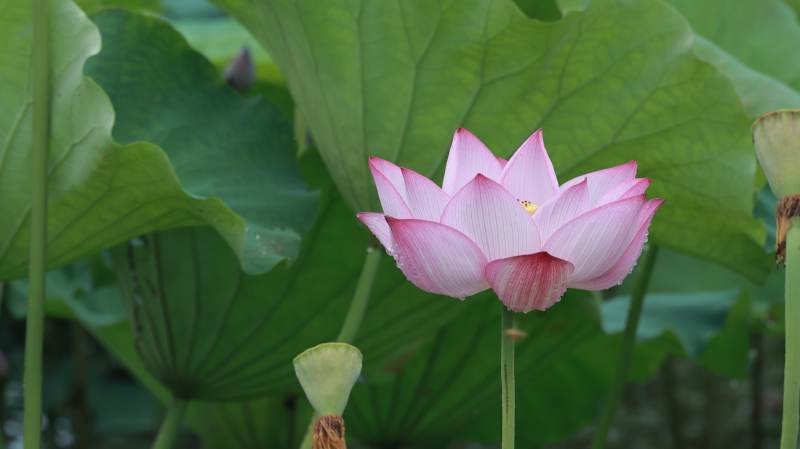 粉色蓮花在綠葉中綻放