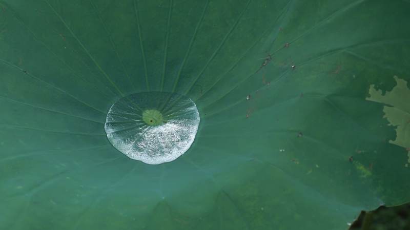 荷葉上的水珠特寫
