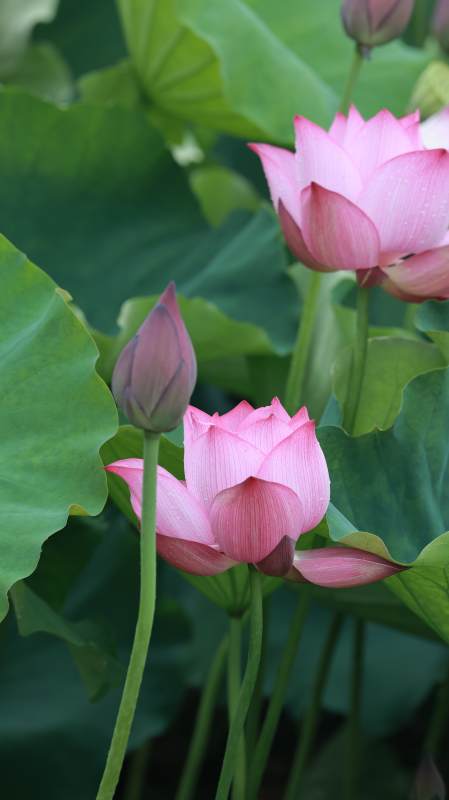粉色蓮花與綠葉相伴