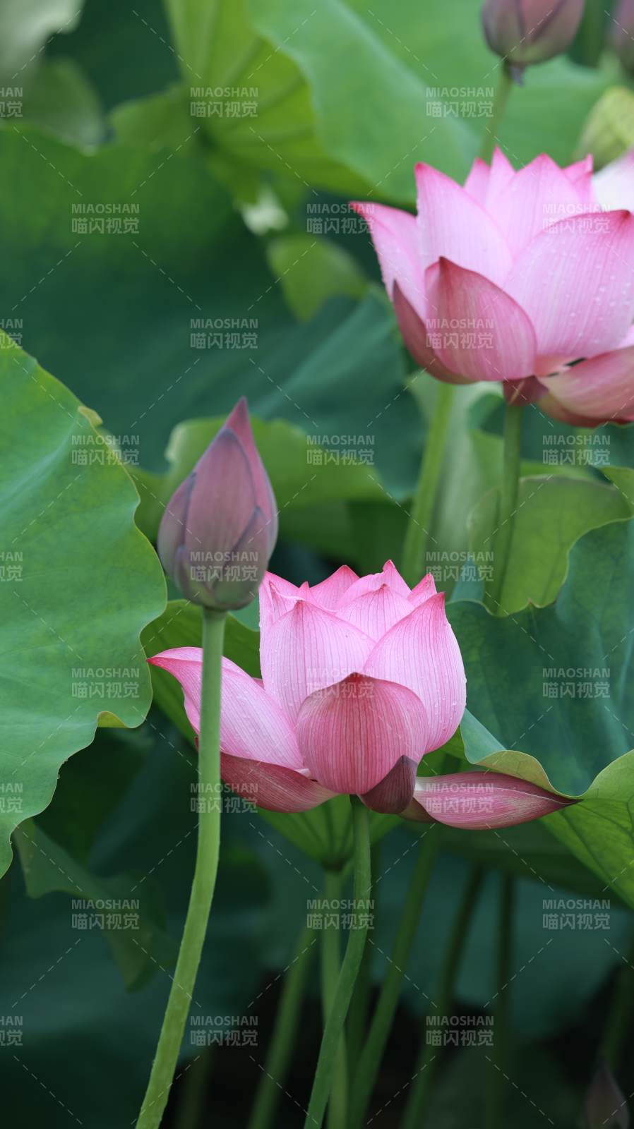 粉色蓮花與綠葉相伴
