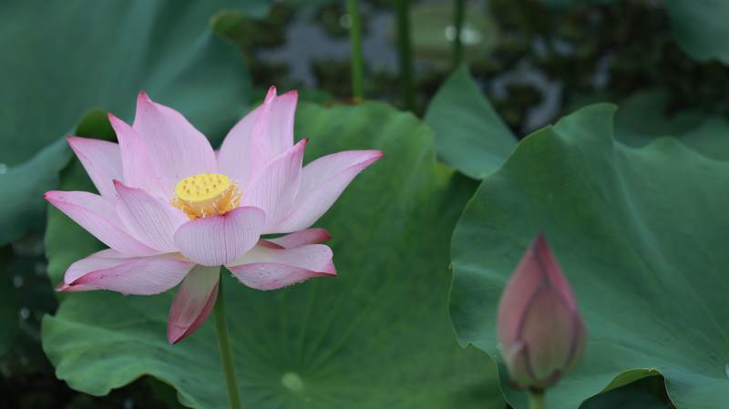 池塘中的蓮花與蓮蕾