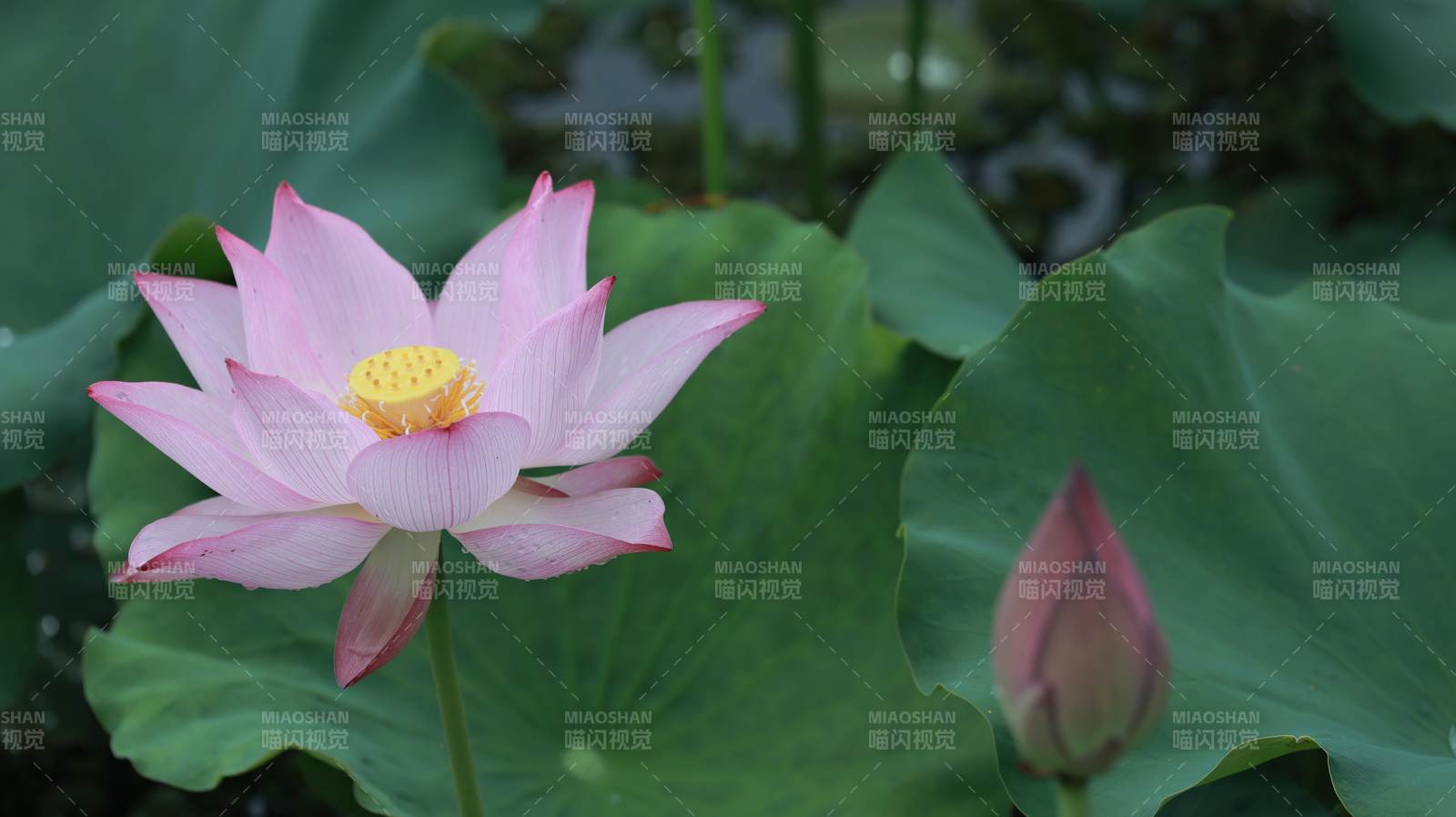 池塘中的蓮花與蓮蕾