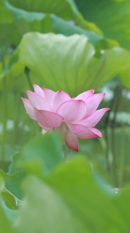 粉嫩蓮花映綠葉