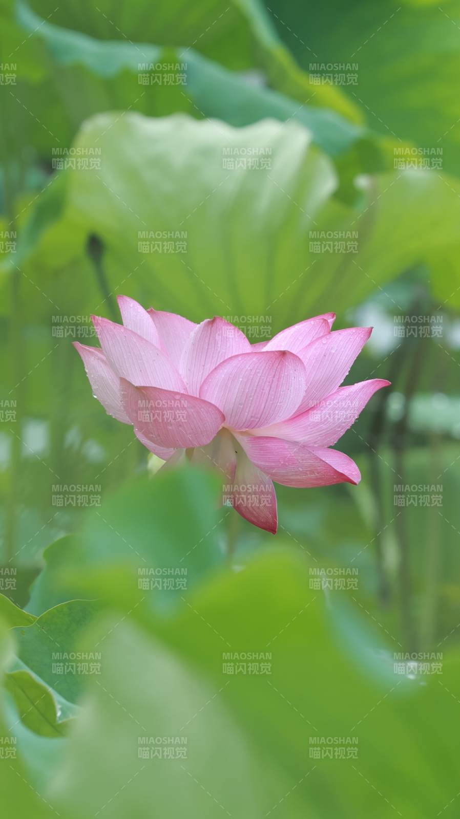粉嫩蓮花映綠葉