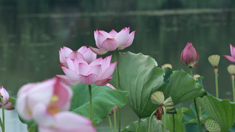 池塘中的蓮花盛開