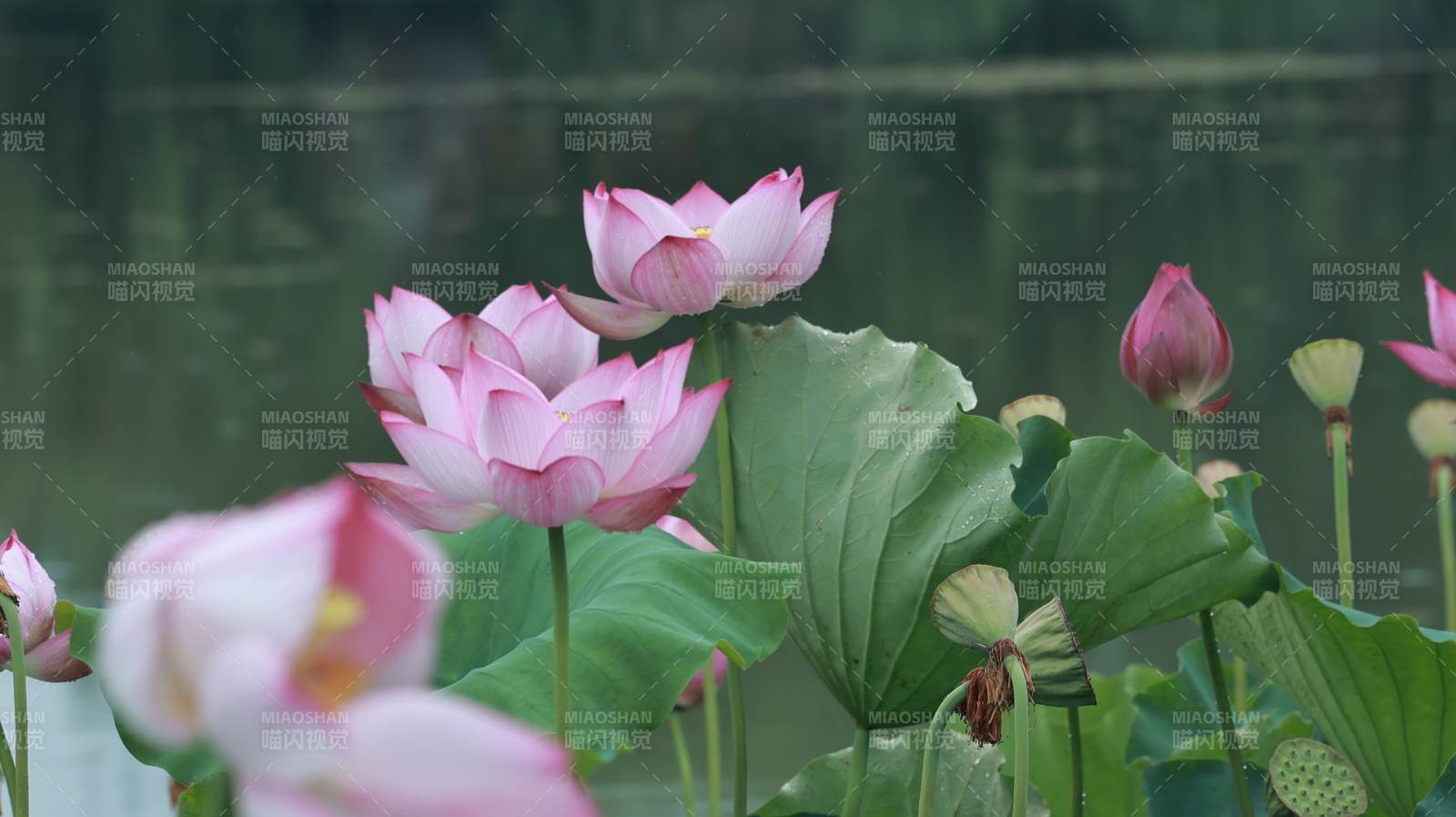 池塘中的蓮花盛開