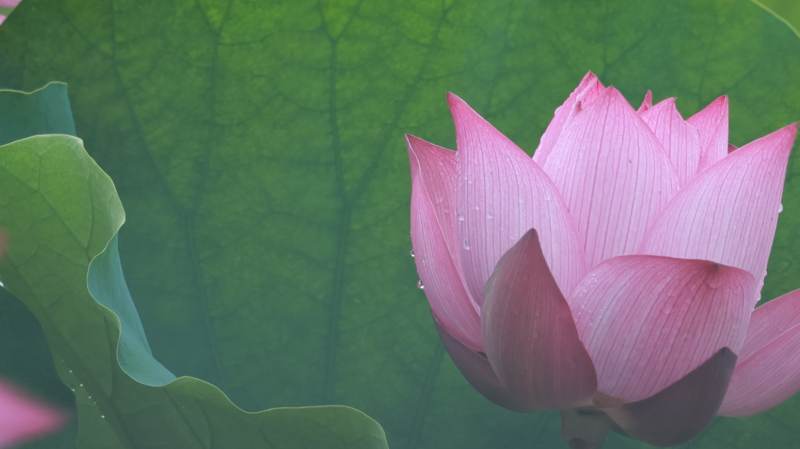 粉嫩蓮花映綠葉