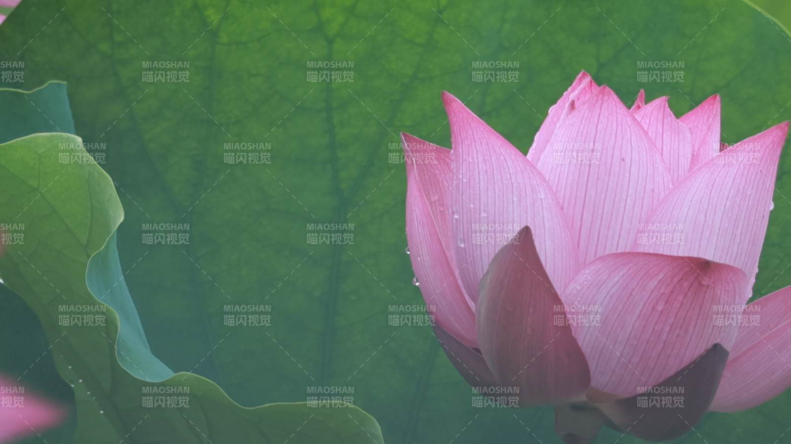 粉嫩蓮花映綠葉