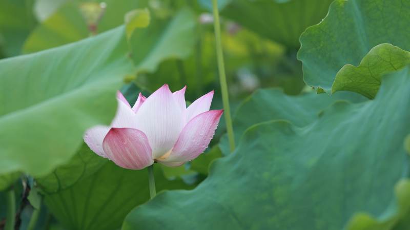 蓮花綻放 綠葉相伴