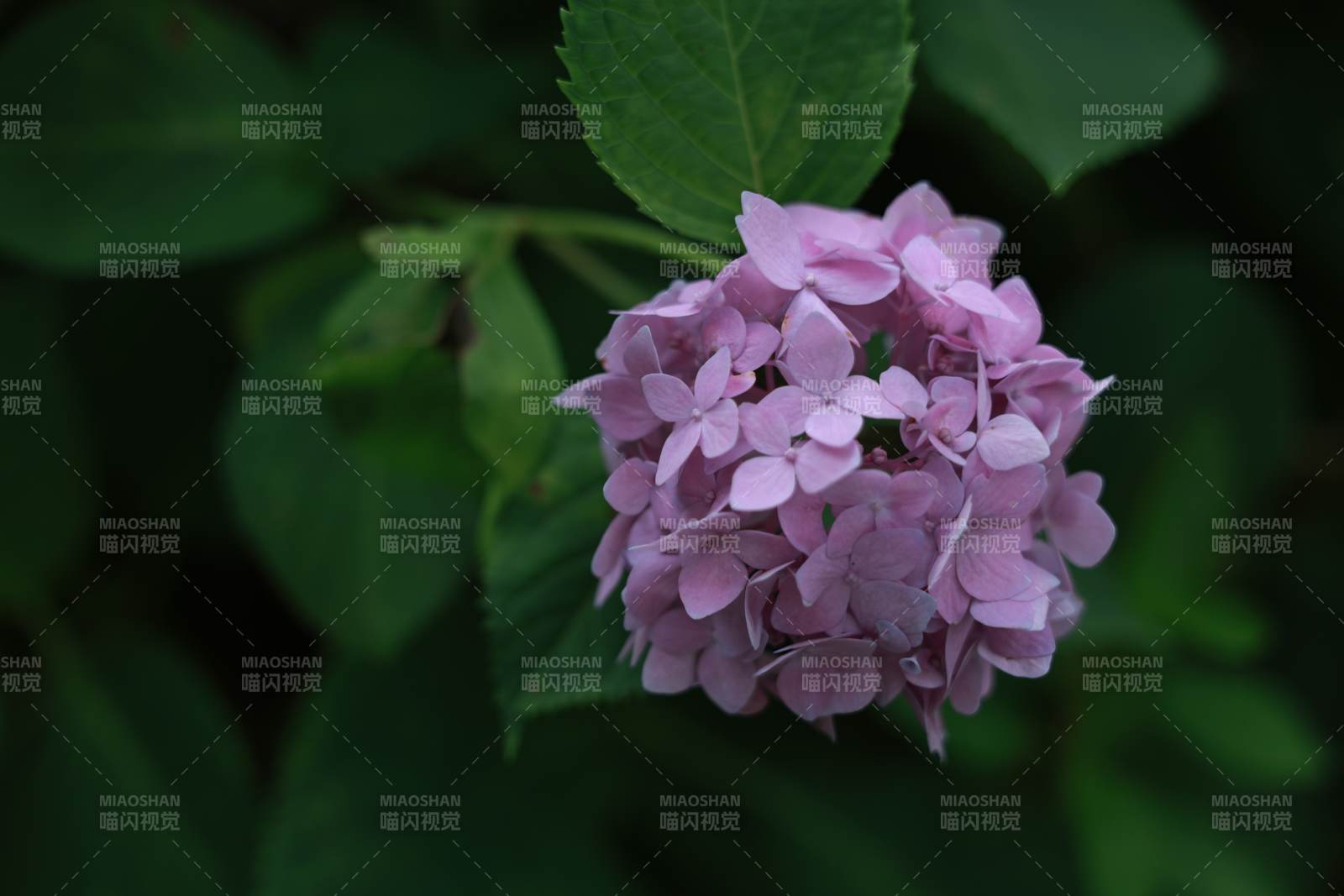 粉色繡球花在綠葉中綻放