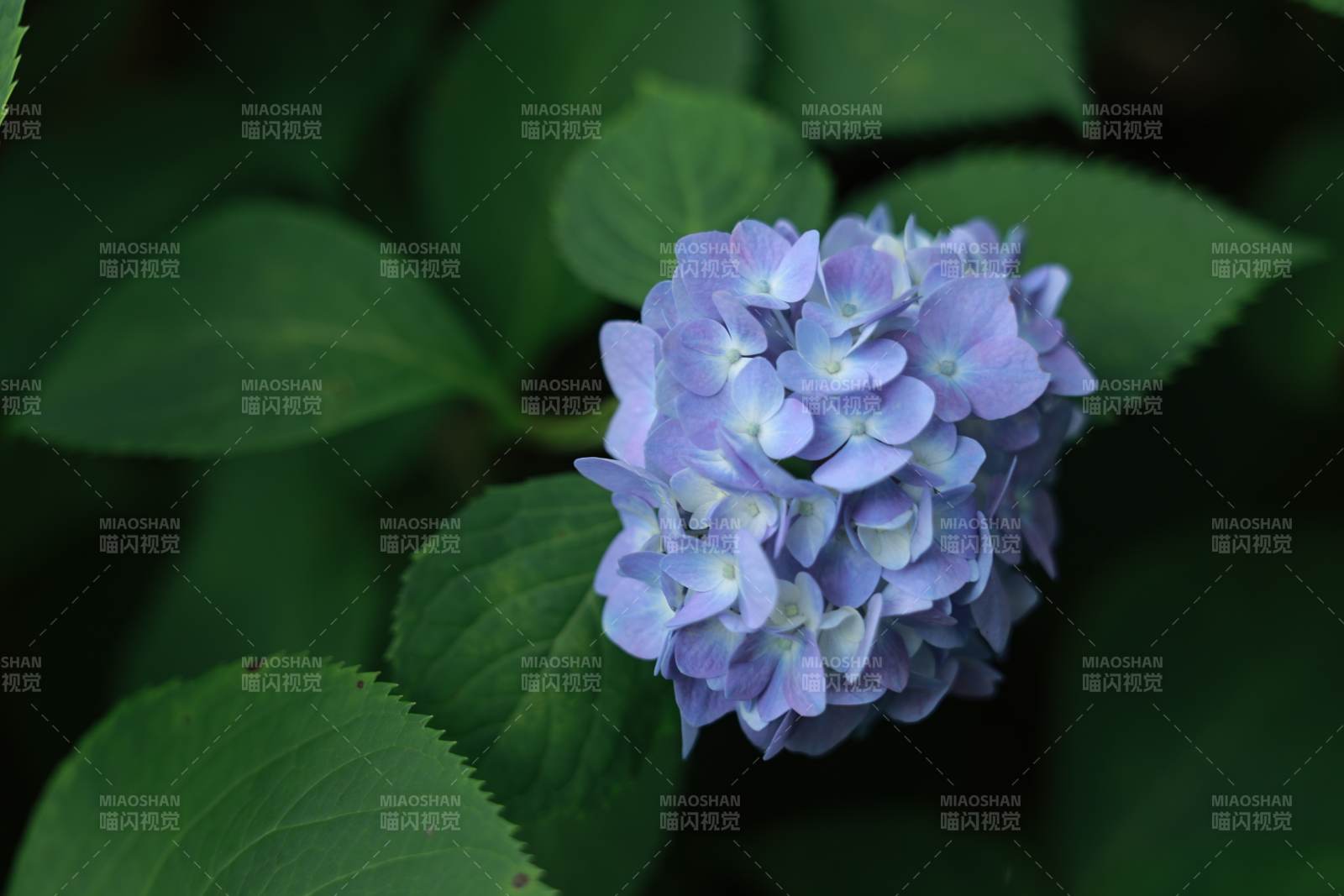 紫色繡球花在綠葉中綻放