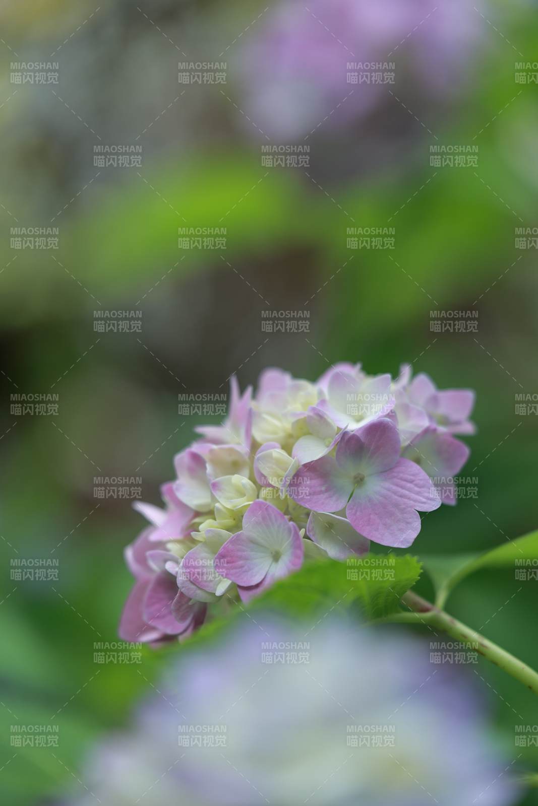 淡雅紫白繡球花