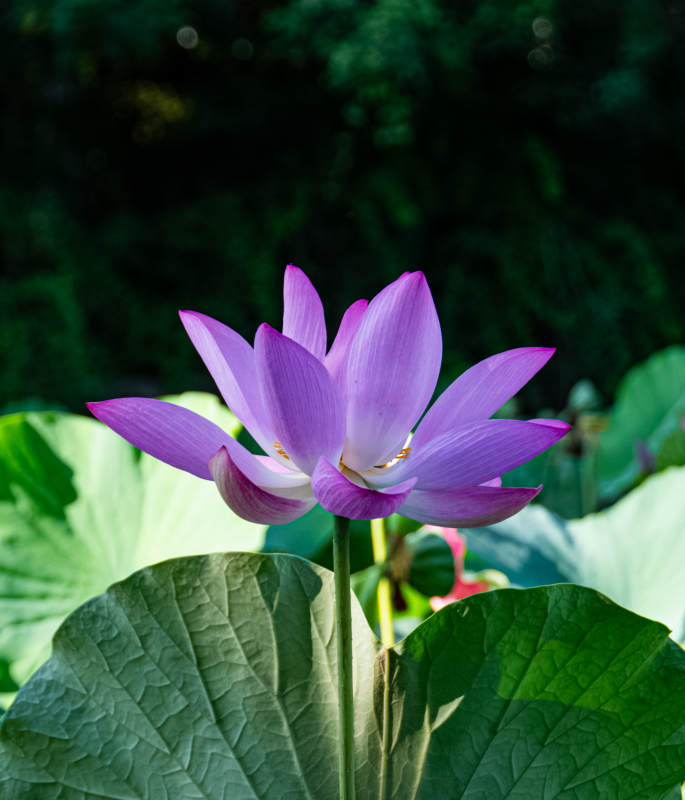 紫色蓮花靜謐綻放