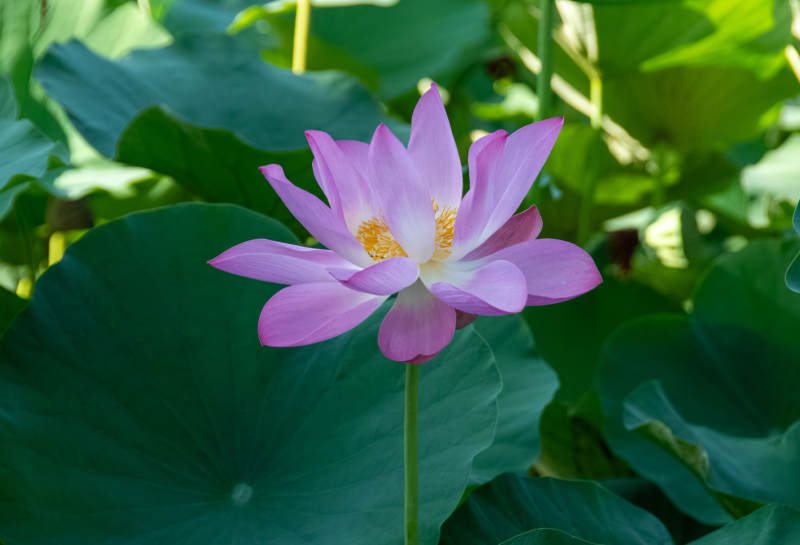 蓮花綻放 綠葉相伴
