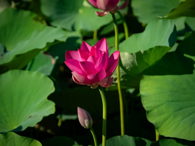 池塘中的蓮花與蓮葉