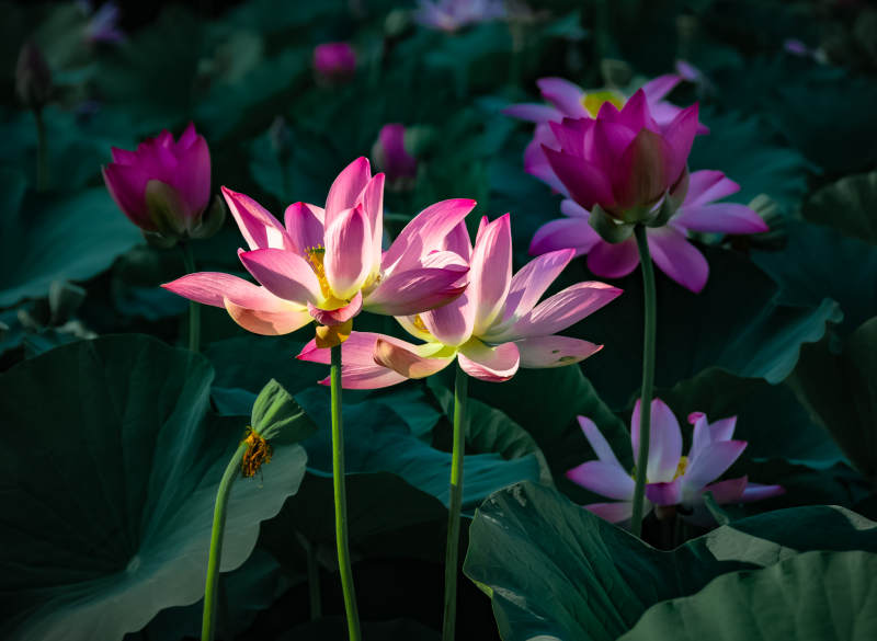 蓮花綻放 靜謐之美