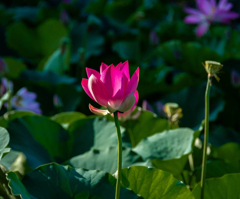 池塘中的蓮花盛開