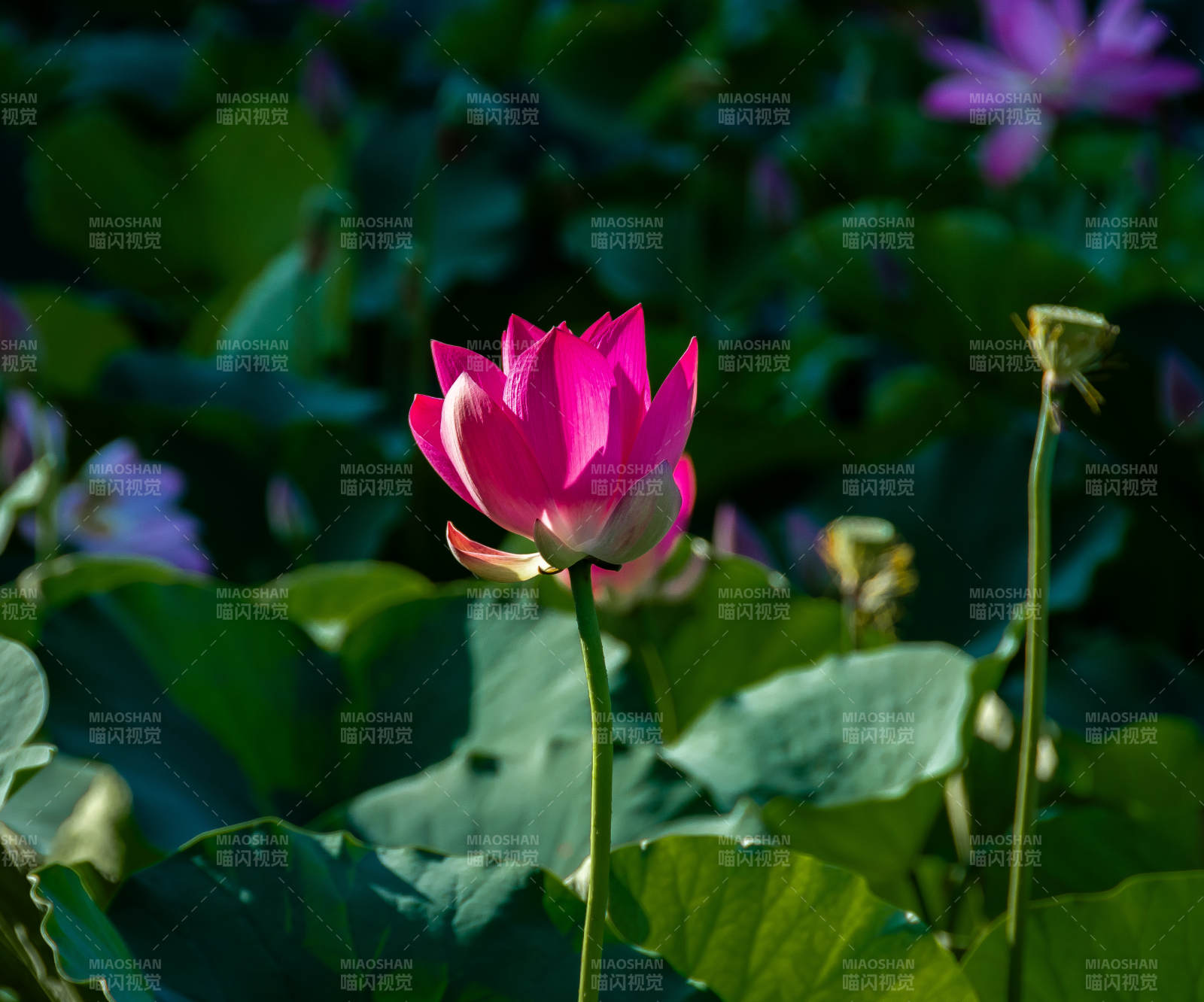 池塘中的蓮花盛開
