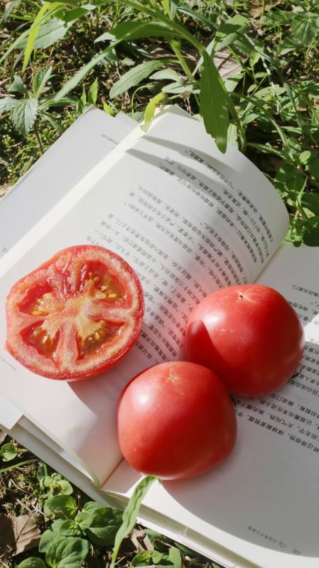 書頁上的番茄時光