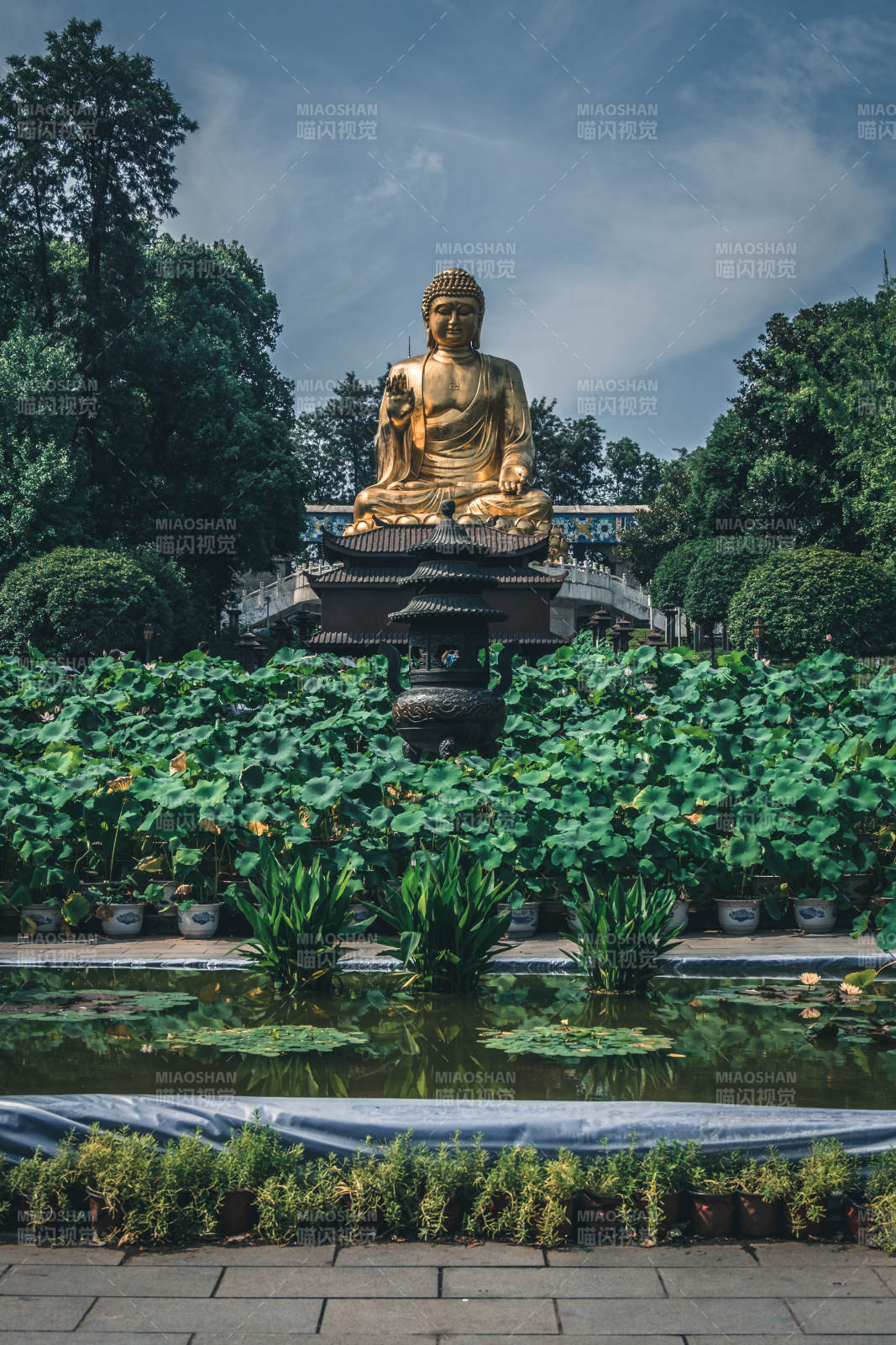 金佛靜坐蓮池旁