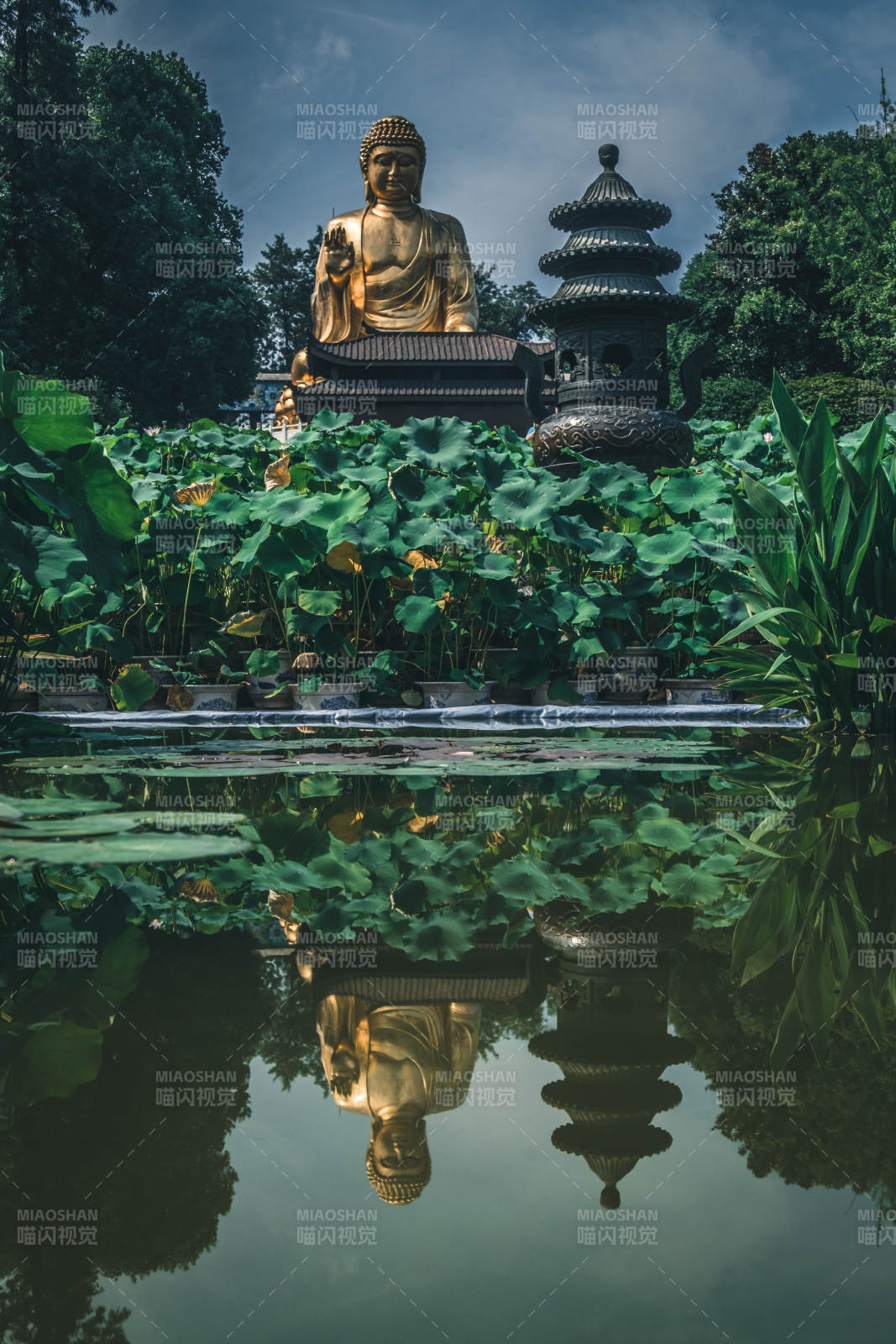 佛像蓮池倒影寧靜
