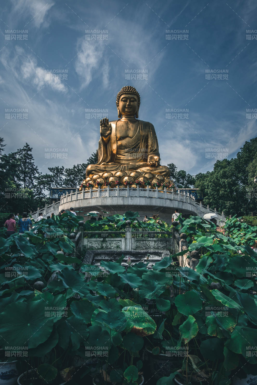 金佛蓮池映藍天