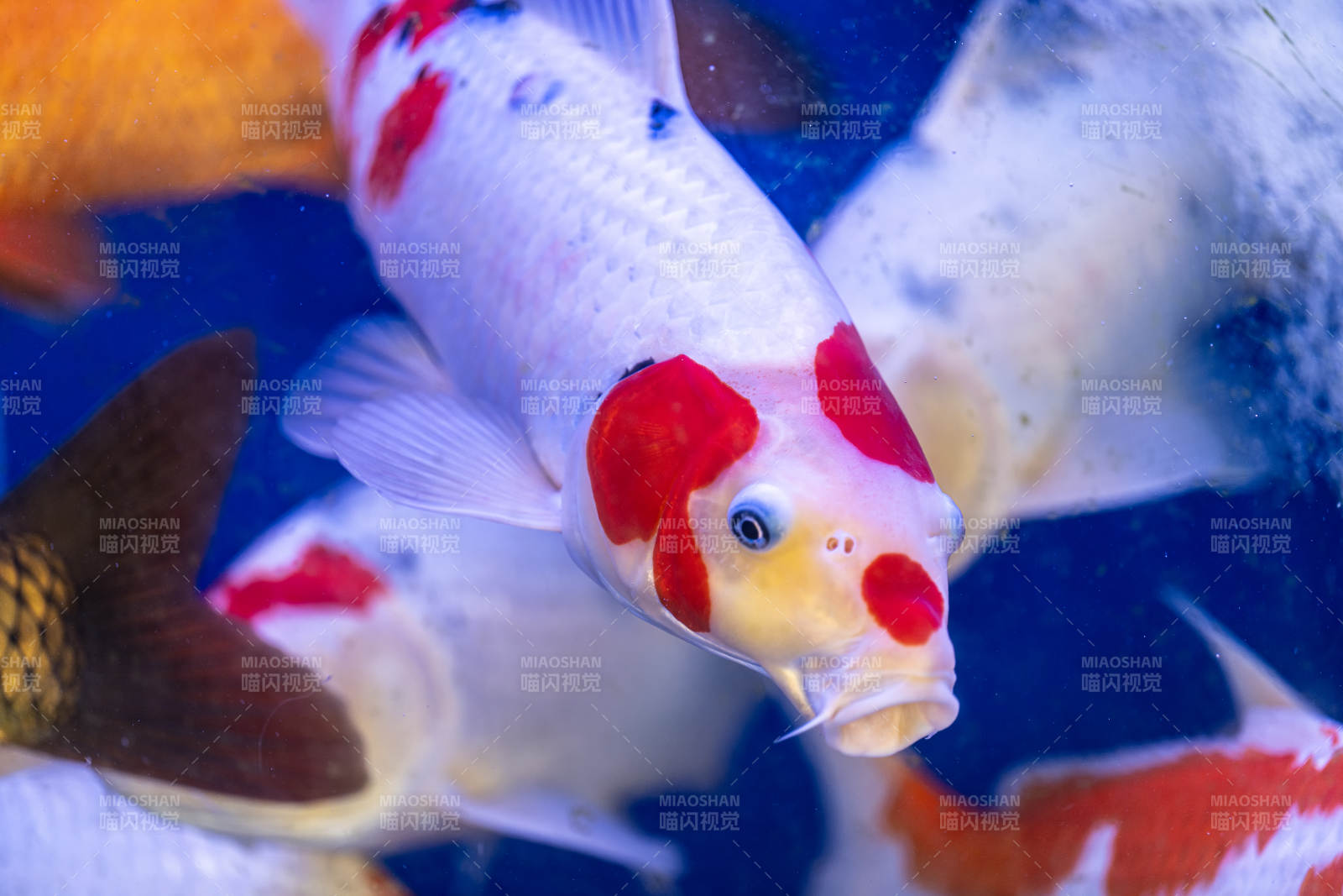 錦鯉游動 色彩斑斕