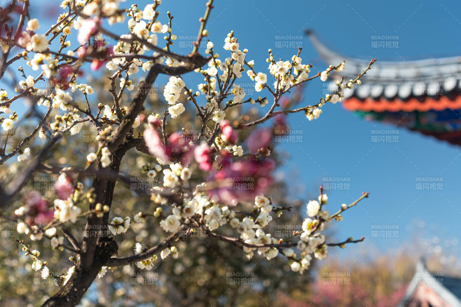 冬日梅花綻放 古寺映襯