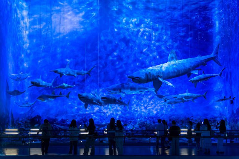廣東省博物館海洋生物標本