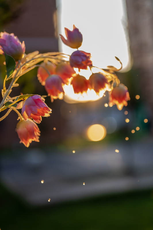 夕陽下的花影斑駁