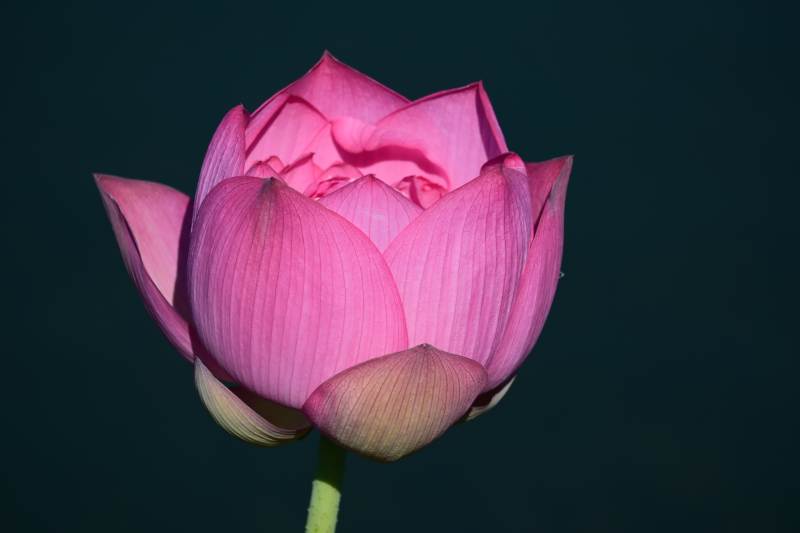 粉色蓮花靜謐綻放