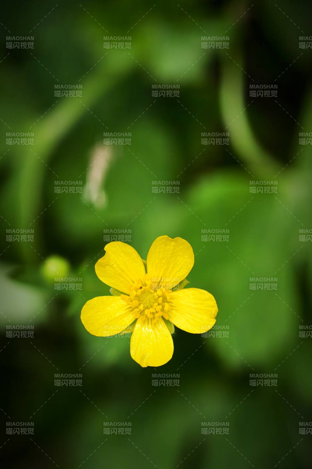 小黃花在綠葉中綻放