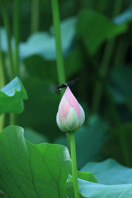 蜻蜓停駐蓮花蕾
