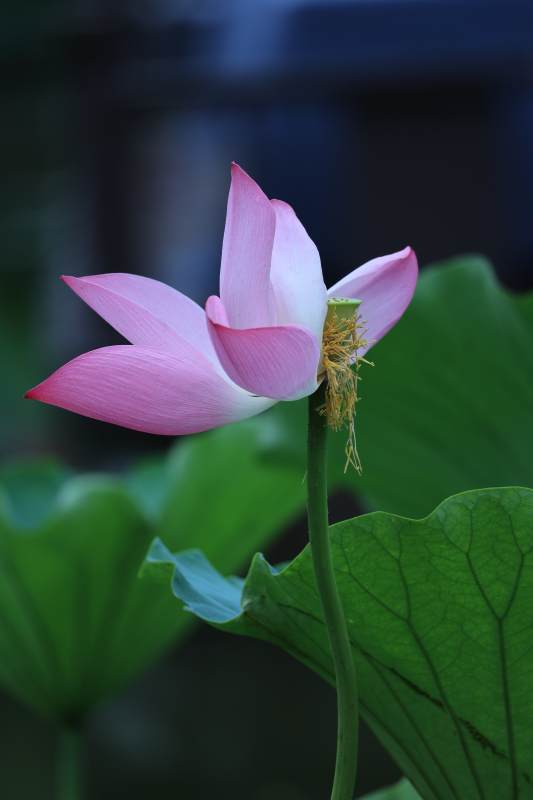 粉嫩蓮花靜謐綻放
