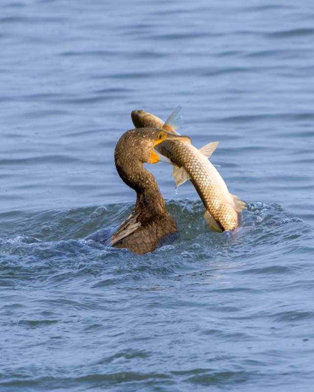 鸕鶿捕獲大魚瞬間