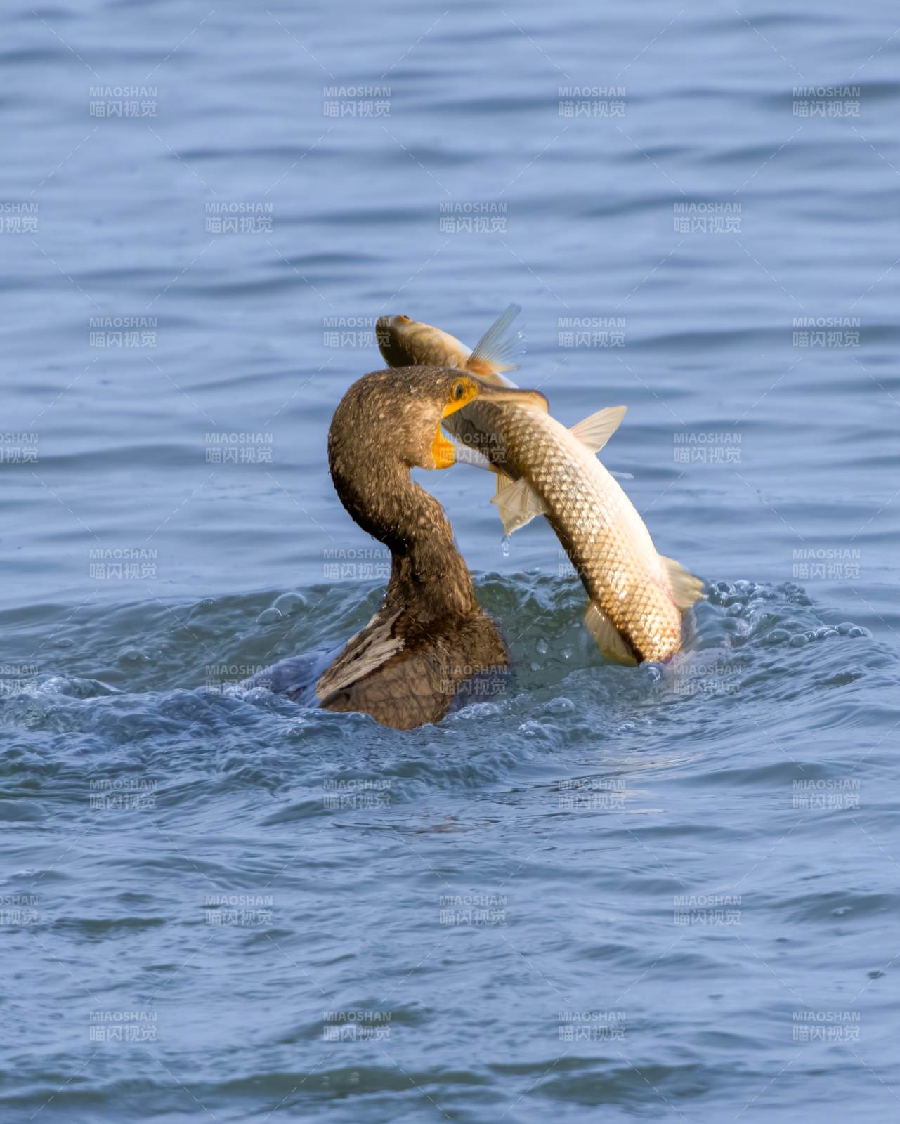 鸕鶿捕獲大魚瞬間
