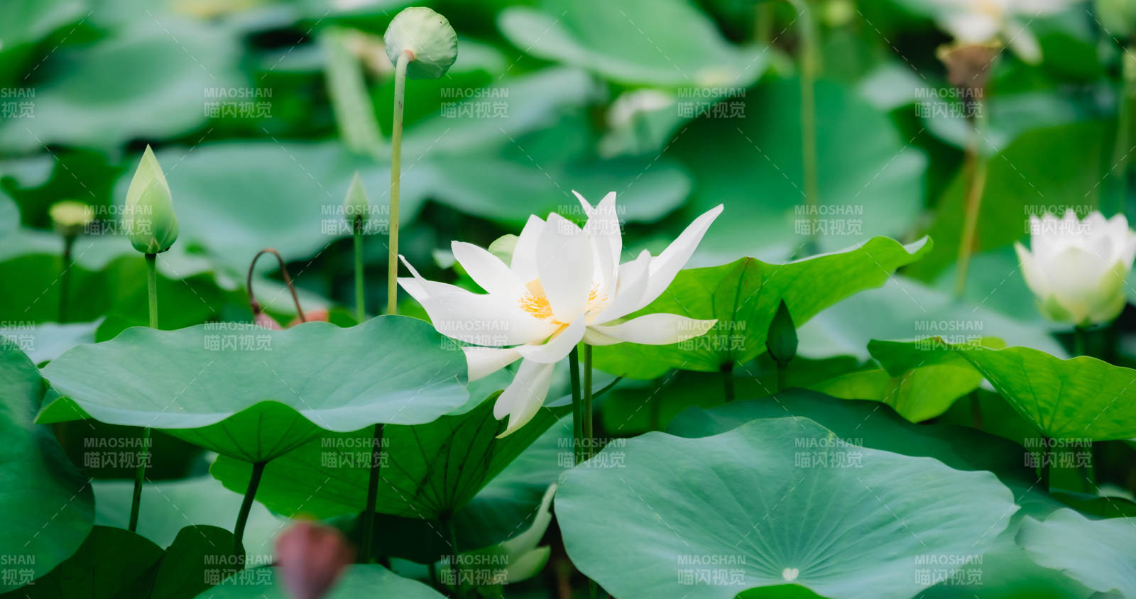 荷塘清幽 白蓮綻放
