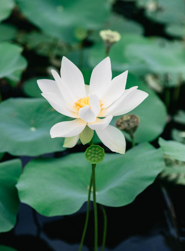 池中白蓮靜謐綻放
