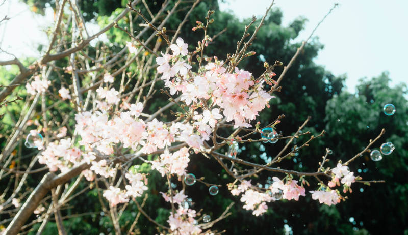 櫻花樹下的泡泡夢