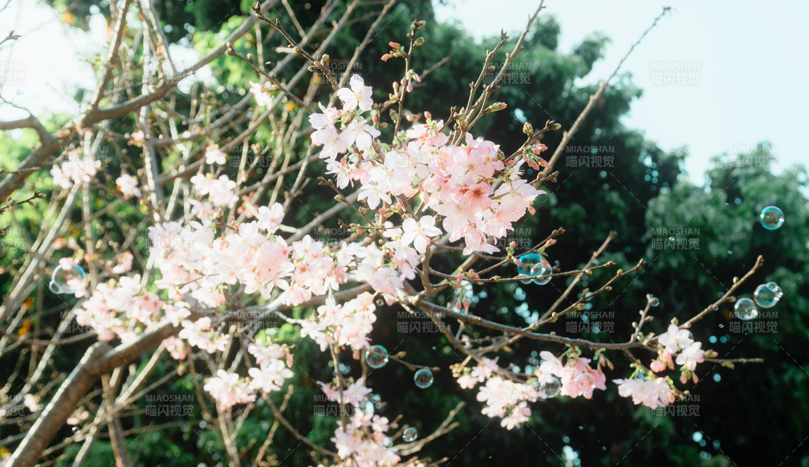 櫻花樹下的泡泡夢