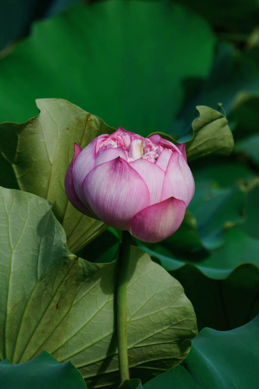 蓮花初綻 綠葉相襯