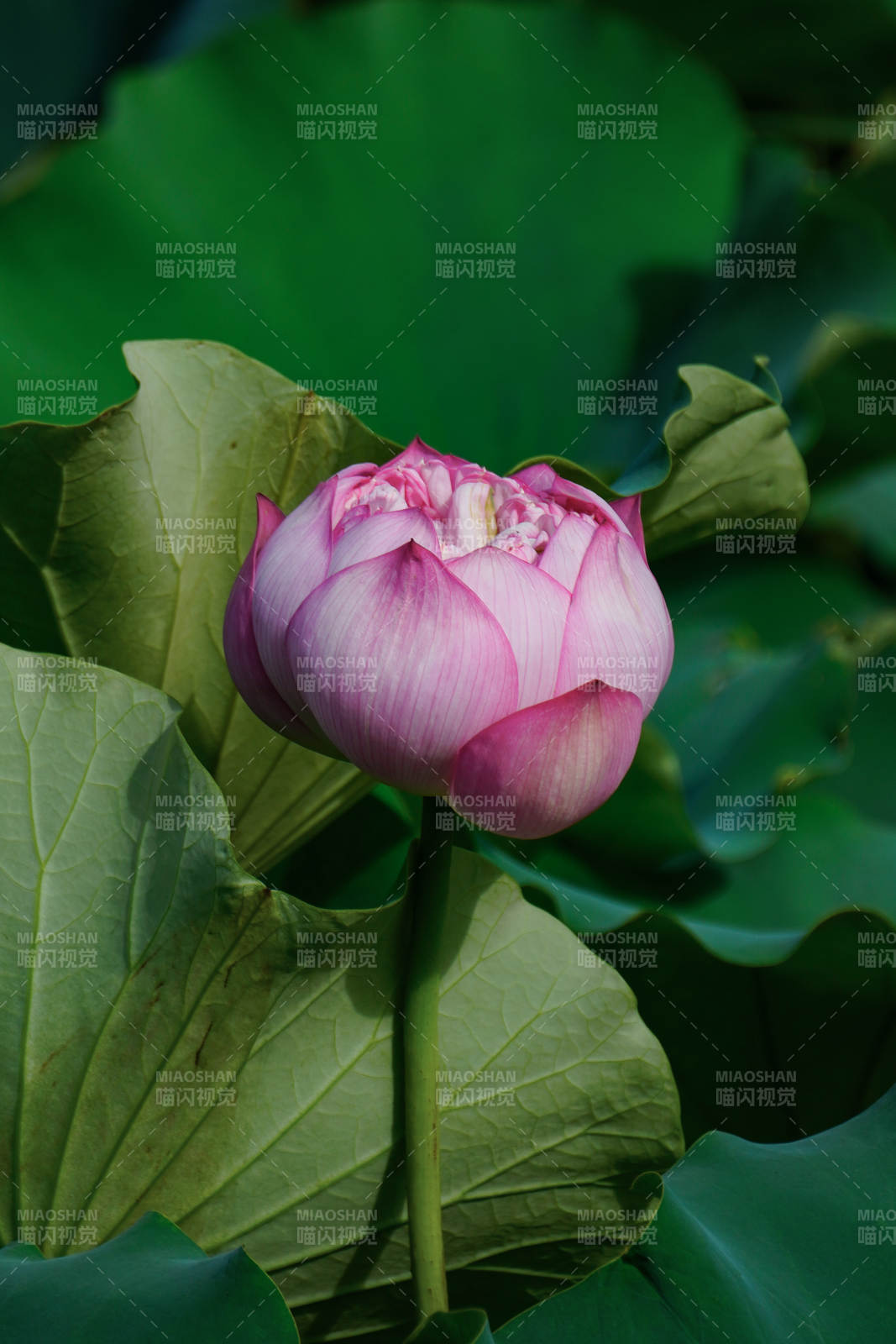 蓮花初綻 綠葉相襯