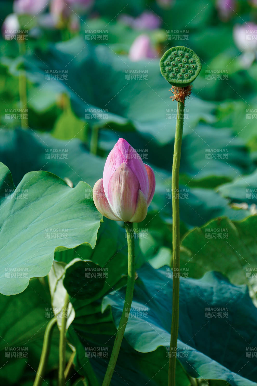 荷塘靜謐 蓮花初綻