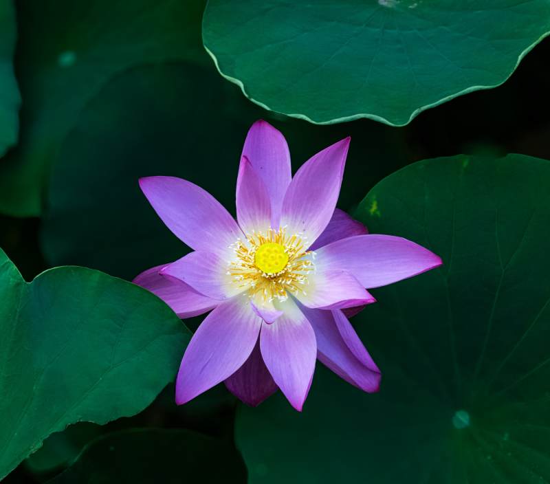 蓮花綻放 綠葉相伴