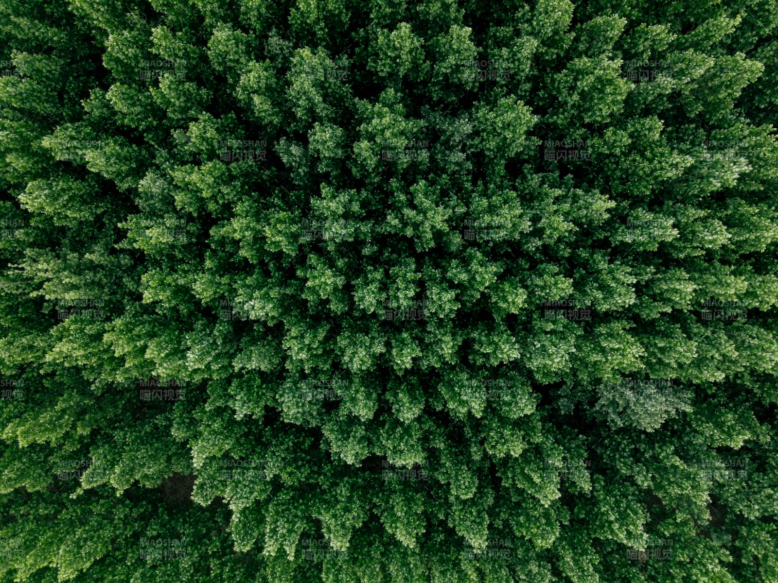 俯瞰森林綠意盎然