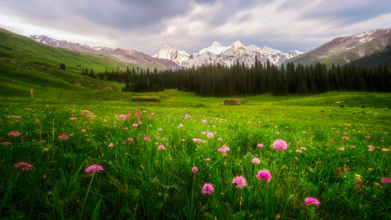 高山草甸花海美景