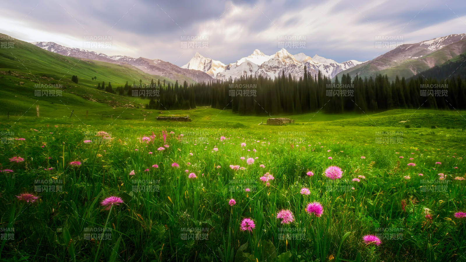 高山草甸花海美景
