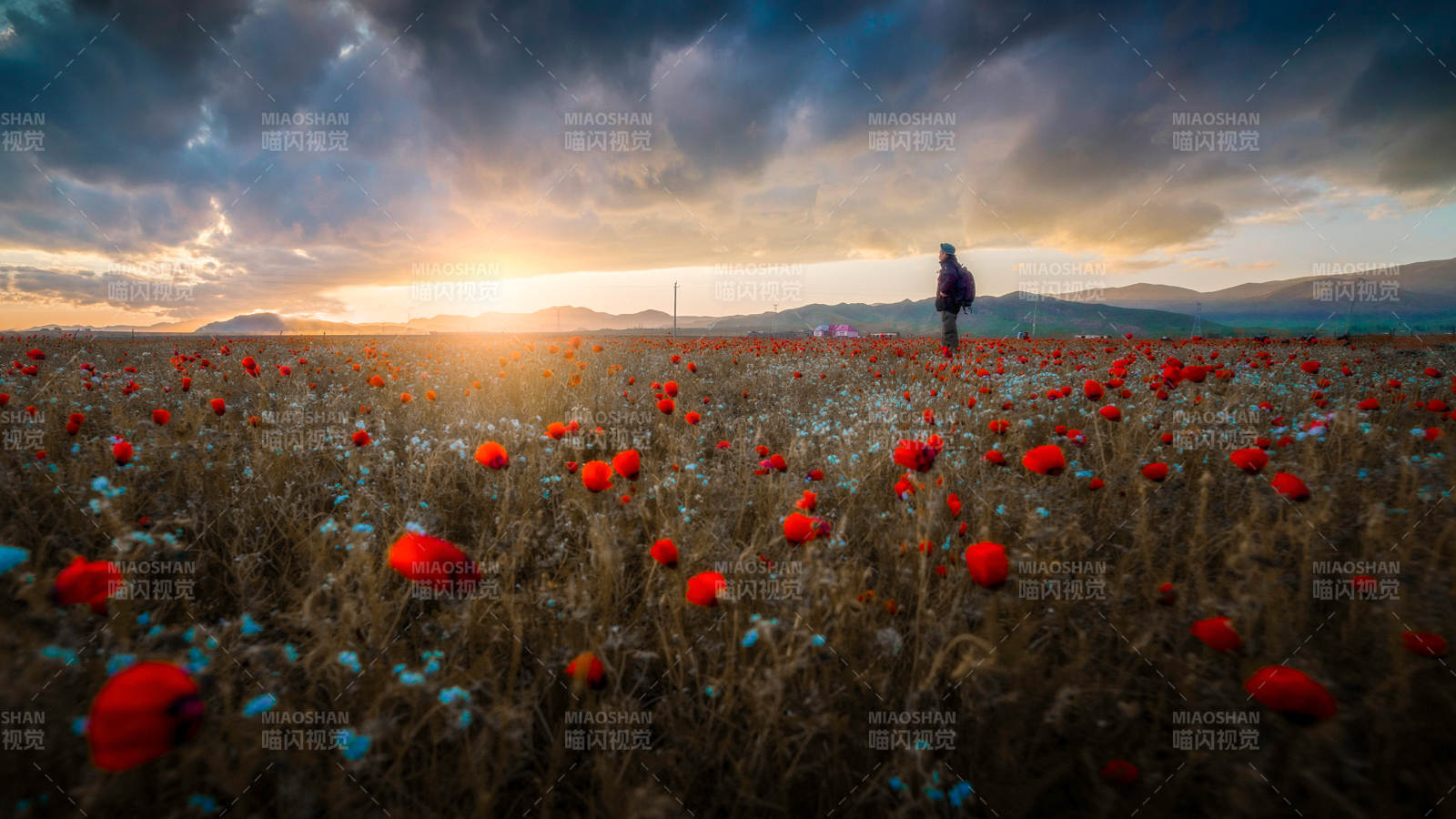 夕陽下的虞美人花田