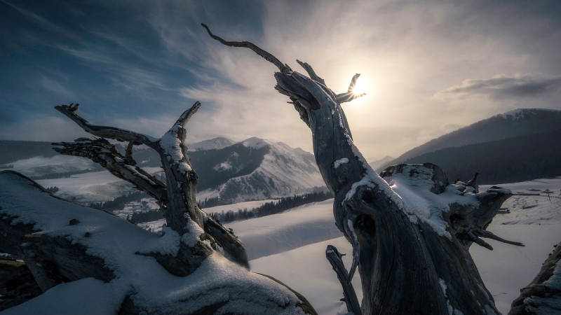雪中枯木映山景